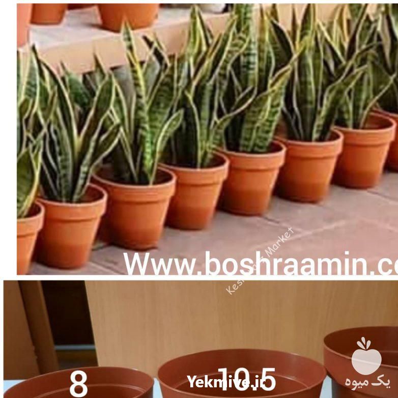 فروش گلدان ژله ای در تهران در گروه خرید فروش نشا - انواع گوجه برنج کاهو پیاز کاری فرنگی در یکمیوه -عکس1