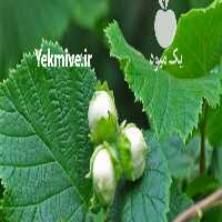 فروش باغ فندق یک هکتار در آستارا در گروه خرید فروش عمده سیب - زرد و قرمز گلاب پاییزه در یکمیوه