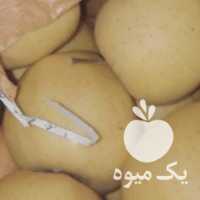 فروش 24 تن سیب مرگور استخوانی و صادراتی در ارومیه در گروه خرید فروش عمده سیب - زرد و قرمز گلاب پاییزه در یکمیوه