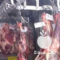 فروش پخش گوشت گوساله  ،  گوسفندی و گاوی در تهران در گروه گاو و گوسفند و میش و بز کهره گوساله سمینتال در یکمیوه