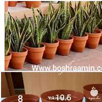 فروش گلدان ژله ای در تهران در گروه خرید فروش نشا - انواع گوجه برنج کاهو پیاز کاری فرنگی در یکمیوه