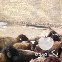 فروش گوسفند در اصفهان در گروه گاو و گوسفند و میش و بز کهره گوساله سمینتال در یکمیوه