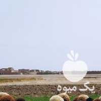 فروش گوسفند 8211 15 راس میش به همراه بره های 20-30 کیلویی در اصفهان در گروه گاو و گوسفند و میش و بز کهره گوساله سمینتال در یکمیوه