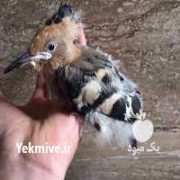 فروش پرندگان هدهد در تهران در گروه مرغ و خروس و بوقلمون و اردک قو قاز در یکمیوه