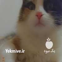 فروش گربه پرشین کلاسیک در مشهد در گروه سگ و گربه _ نگهبان هاسکی ژرمن دوبرمن سرابی در یکمیوه