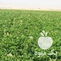 فروش سیب زمینی جیلی و سانته 97 در همدان در گروه خرید فروش عمده سیب زمینی - زودرس دیررس آگریا اسپریت اردبیل همدان در یکمیوه