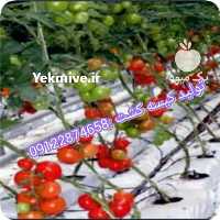 خرید ، مریم گلی و استخدوس و سنبل الطیب و قنچه گل محمدی در تهران در گروه خرید فروش عمده گیاهان زینتی - گرمسیری آپارتمانی باغچه آب در یکمیوه