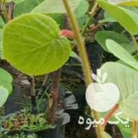 فروش نهال کیوی در آستارا در گروه خرید فروش نهال - انواع گردو پسته بادام سلطانی انگور در یکمیوه