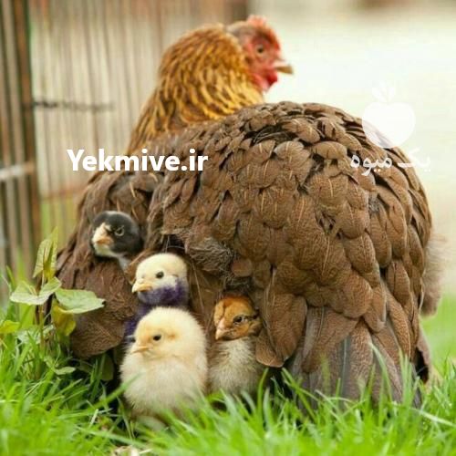 فروش جوجه یکروزه گلپایگان در تهران در گروه مرغ و خروس و بوقلمون و اردک قو قاز در یکمیوه -عکس1