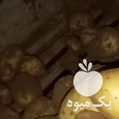 خریدار سیب زمینی هستم برای صادرات در همدان در گروه اجاره سردخانه - محصولات کشاورزی میوه صنعتی تنی در یکمیوه -عکس1