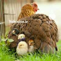 فروش جوجه یکروزه گلپایگان در تهران در گروه مرغ و خروس و بوقلمون و اردک قو قاز در یکمیوه