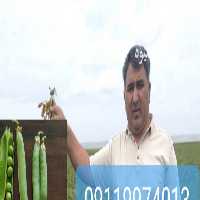 فروش عمده نخود فرنگی درجه یک مستقیم و بی واسطه در تهران در گروه خرید فروش عمده نخود - فرنگی خام سبز فروش عمده در یکمیوه