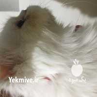 فروش گربه گربه پرشین در تهران در گروه سگ و گربه _ نگهبان هاسکی ژرمن دوبرمن سرابی در یکمیوه