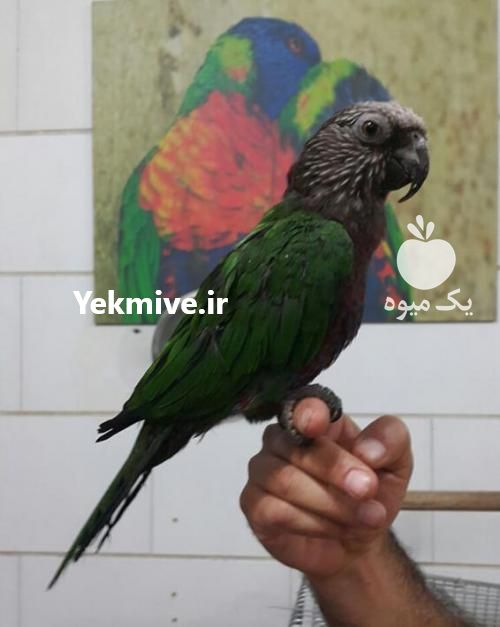 فروش تخم نطفه دار   کاسکو طوطی ماکائو در ایلام در گروه انواع تخم ها - مرغ بوقلمون پرنده عمده کشاورزی در یکمیوه -عکس1