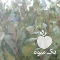 فروش نهال پسته اصلاح شده در تهران در گروه خرید فروش نهال - انواع گردو پسته بادام سلطانی انگور در یکمیوه