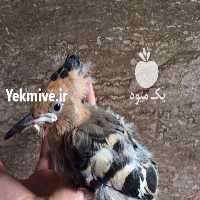 فروش فروش هدهد یا شانه بسر   در تهران در گروه مرغ و خروس و بوقلمون و اردک قو قاز در یکمیوه