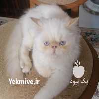 فروش گربه پرشین در آمل در گروه سگ و گربه _ نگهبان هاسکی ژرمن دوبرمن سرابی در یکمیوه