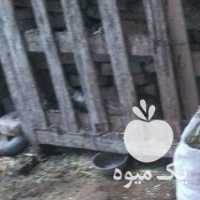 فروش کود گوسفندی در خیابان سیدگلسرخ در یزد در گروه خرید فروش کود و مواد شیمیایی - اوره پتاس مرغی کمپوست آهن در یکمیوه