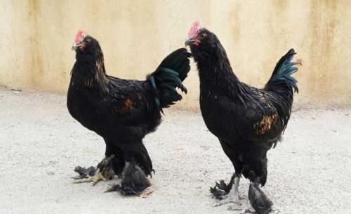 فروش قیمت جوجه مرندی های سالم یک روزه تا یک ماهه - طیور در تهران در گروه مرغ و خروس و بوقلمون و اردک قو قاز در یکمیوه -عکس1