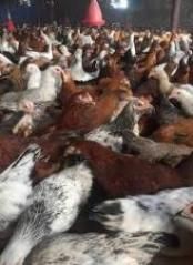 فروش جوجه یک روزه و نیمچه یک ماهه و دو ماهه مرغ در تهران در گروه مرغ و خروس و بوقلمون و اردک قو قاز در یکمیوه -عکس1