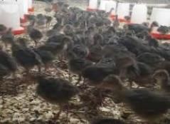 فروش جوجه بوقلمون برنز انگلیسی و امریکایی یک روزه در تهران در گروه مرغ و خروس و بوقلمون و اردک قو قاز در یکمیوه -عکس1