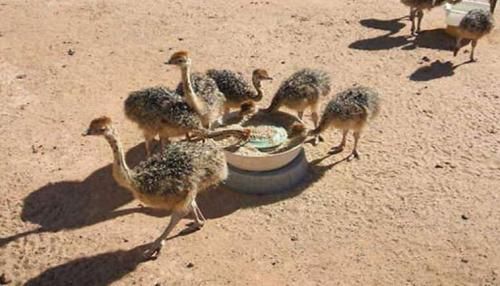 فروش جوجه شتر مرغ صادرات جوجه شترمرغ   ،  فروش دان طیور در تهران در گروه مرغ و خروس و بوقلمون و اردک قو قاز در یکمیوه -عکس1