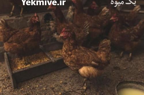 فروش جوجه مرغ محلی گلپایگان  ، کاکلی و بلک استار و بلدرچین در تهران در گروه مرغ و خروس و بوقلمون و اردک قو قاز در یکمیوه -عکس1