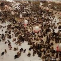 فروش جوجه یکماهه گلپایگانی در تهران در گروه مرغ و خروس و بوقلمون و اردک قو قاز در یکمیوه -عکس1