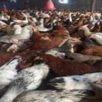 فروش جوجه یک روزه و نیمچه یک ماهه و دو ماهه مرغ در تهران در گروه مرغ و خروس و بوقلمون و اردک قو قاز در یکمیوه