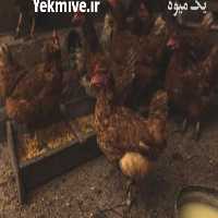 فروش جوجه مرغ محلی گلپایگان  ، کاکلی و بلک استار و بلدرچین در تهران در گروه مرغ و خروس و بوقلمون و اردک قو قاز در یکمیوه
