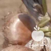 فروش پیاز زعفران در تهران در گروه خرید فروش عمده زعفران - قائنات قیمت خراسان بهرامن گرم در یکمیوه