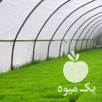 فروش نشاء آماده برنج هاشمی در رشت در گروه خرید فروش نشا - انواع گوجه برنج کاهو پیاز کاری فرنگی در یکمیوه