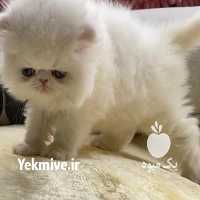 آگهی مشابه فروش گربه پرشین در تهران در گروه سگ و گربه _ نگهبان هاسکی ژرمن دوبرمن سرابی در یکمیوه