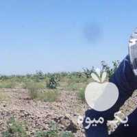 فروش پیوندک یا ترکه پسته در قم در گروه پسته - کوهی شامی خام اکبری تازه کله قوچی در یکمیوه