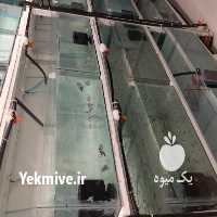 فروش ماهی آنجل در تهران در گروه انواع ماهی - سالمون شیر کپور قرمز شوریده سفید گوپی مرکب در یکمیوه