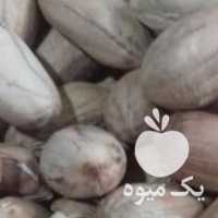 فروش بذر بادام زمینی آستانه اشرفیه در گیلان در گروه خرید فروش بذر - انواع محصول کشاورزی گوجه کتان میوه درخت در یکمیوه