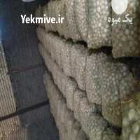 فروش موسیر بذری ، درشت پلاکی در همدان در گروه خرید فروش بذر - انواع محصول کشاورزی گوجه کتان میوه درخت در یکمیوه