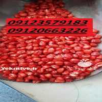 فروش بذر ذرت با تناژ بالا 09123579183 در تهران در گروه خرید فروش بذر - انواع محصول کشاورزی گوجه کتان میوه درخت در یکمیوه