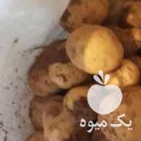 فروش سیب زمینی بذری مادری در همدان در گروه خرید فروش عمده سیب زمینی - زودرس دیررس آگریا اسپریت اردبیل همدان در یکمیوه