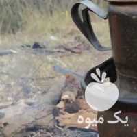 فروش چای روشنا کاملا طبیعی به صورت کلی و جزئی در تهران در گروه خرید فروش عمده چای - سبز ترش کوهی سیاه در یکمیوه