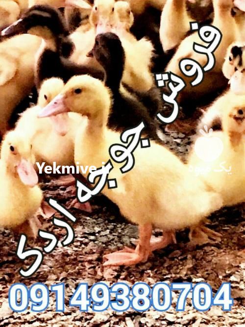 فروش جو ایرانی به صورت عمده در اصفهان در گروه خرید فروش عمده گندم و جو - بلغور شیرازی فروش عمده محصول کشاورزی در یکمیوه -عکس1