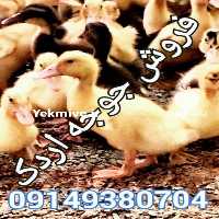 فروش جو ایرانی به صورت عمده در اصفهان در گروه خرید فروش عمده گندم و جو - بلغور شیرازی فروش عمده محصول کشاورزی در یکمیوه