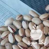 فروش پسته طلای سبزرفسنجان در تهران در گروه پسته - کوهی شامی خام اکبری تازه کله قوچی در یکمیوه