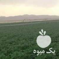 فروش سیب زمینی بذری در همدان در گروه خرید فروش عمده سیب زمینی - زودرس دیررس آگریا اسپریت اردبیل همدان در یکمیوه