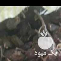 فروش کشمش آفتابی فله یک تن در قزوین در گروه آجیل - فروش عمده محصولات در یکمیوه