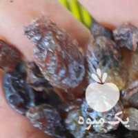 فروش ضایعات کشمش آفتابی ارگانیک در قزوین در گروه آجیل - فروش عمده محصولات در یکمیوه