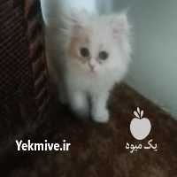 فروش گربه پرشین در ساری در گروه سگ و گربه _ نگهبان هاسکی ژرمن دوبرمن سرابی در یکمیوه