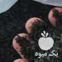 فروش چای بهاره 1400  در رشت در گروه خرید فروش عمده چای - سبز ترش کوهی سیاه در یکمیوه