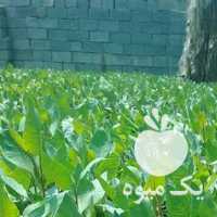 فروش نهال پسته بیجه در رفسنجان در گروه خرید فروش نهال - انواع گردو پسته بادام سلطانی انگور در یکمیوه