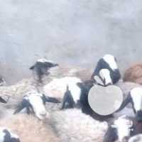 فروش فرو ش گوسفنداصیل شال در اصفهان در گروه گاو و گوسفند و میش و بز کهره گوساله سمینتال در یکمیوه